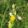 White Bee Orchid (Ophrys apifera var. clorantha) maybe _MG_1699